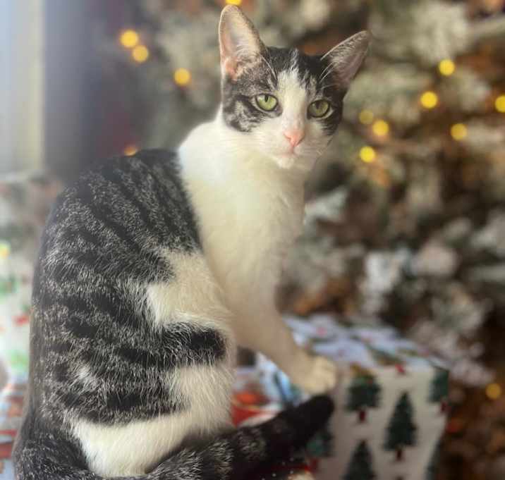 Photo of Piper
