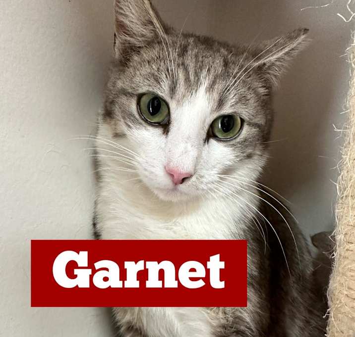 Photo of Garnet