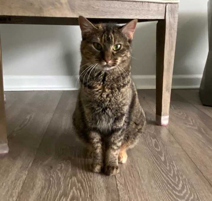 Photo of Willow