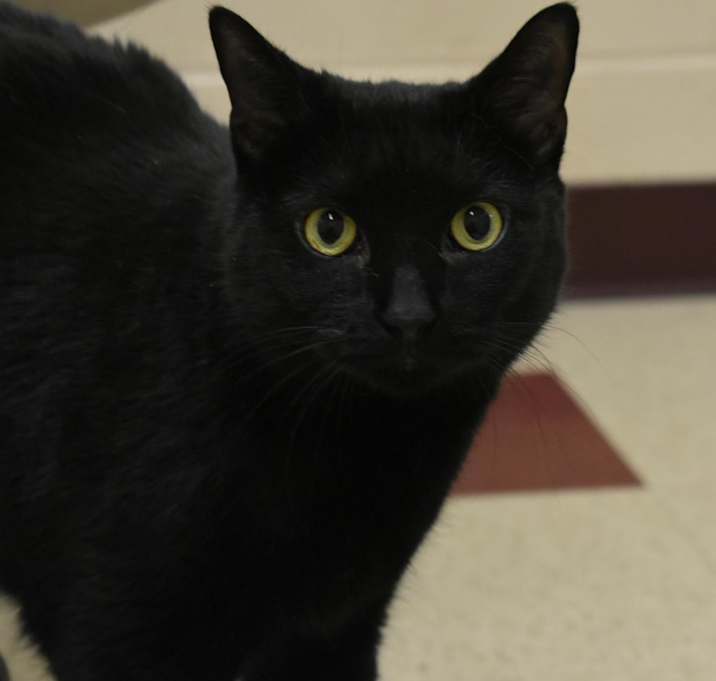 Photo of Sissy (Misty)