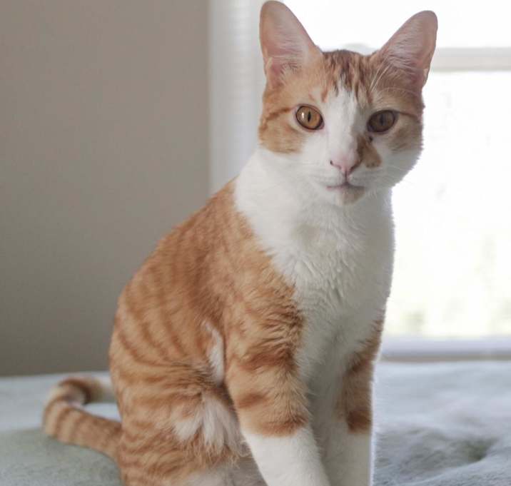 Photo of Mozzie