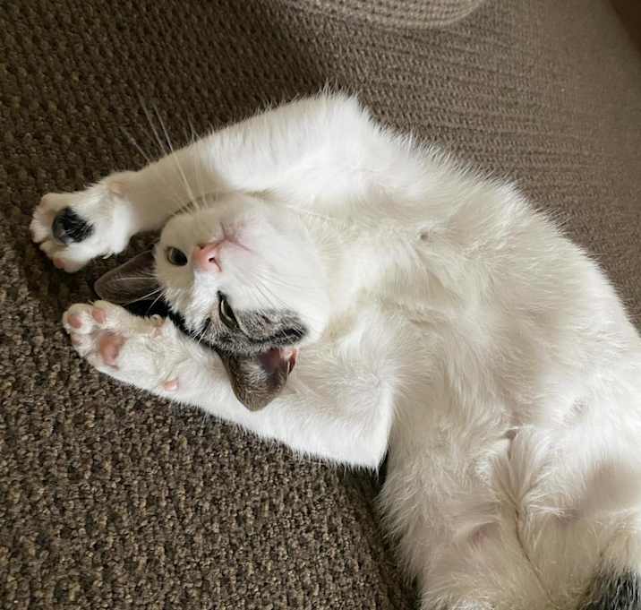 Photo of Puss