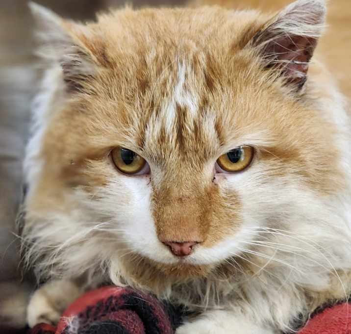 Photo of Punky