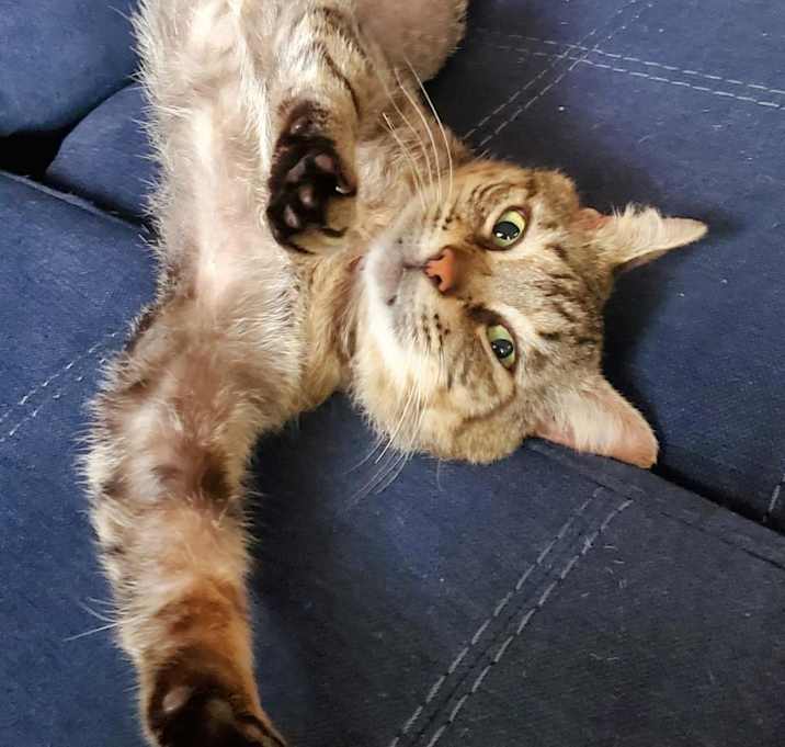 Photo of Samson 2