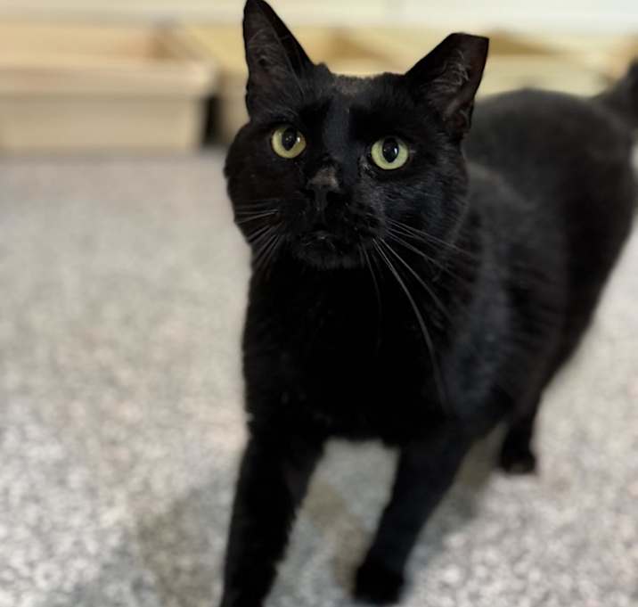 Photo of Merlot