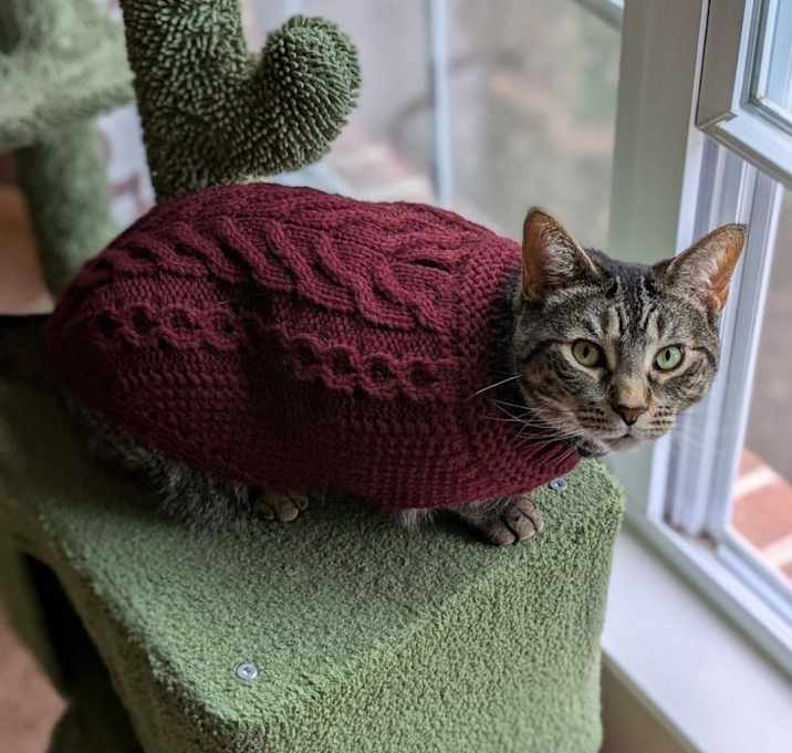 Photo of Strawberry