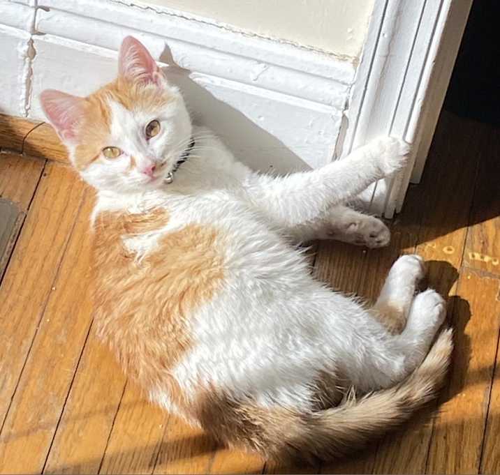 Photo of Zoro