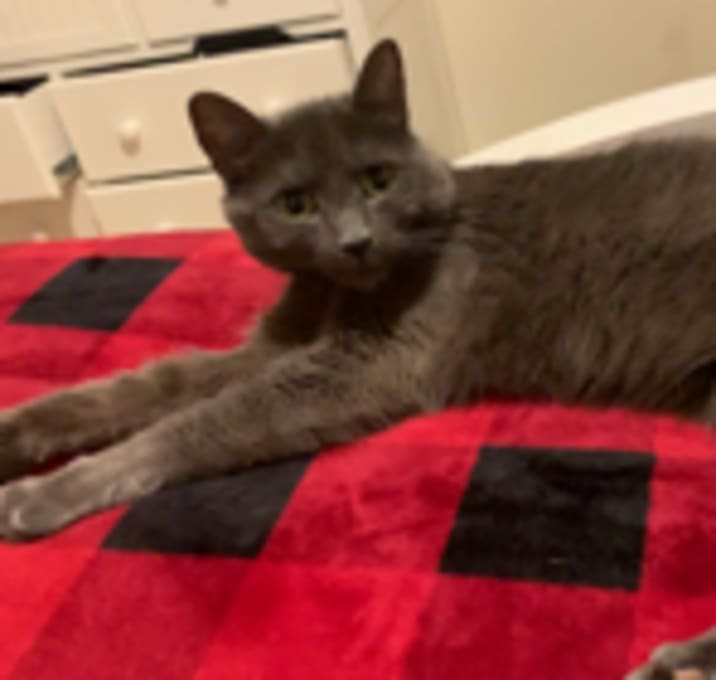 Photo of Bella