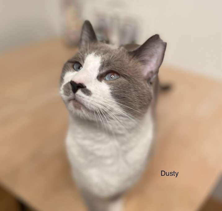 Photo of Dusty