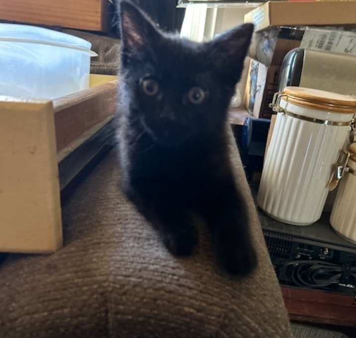 Photo of Haru 