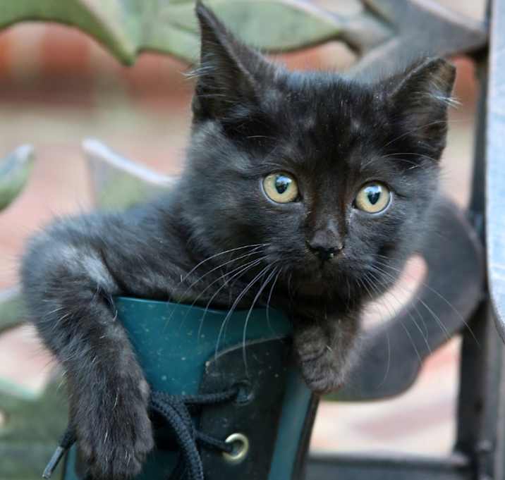 Photo of Momo