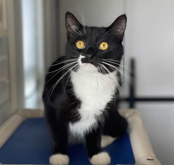 Photo of Stubbs