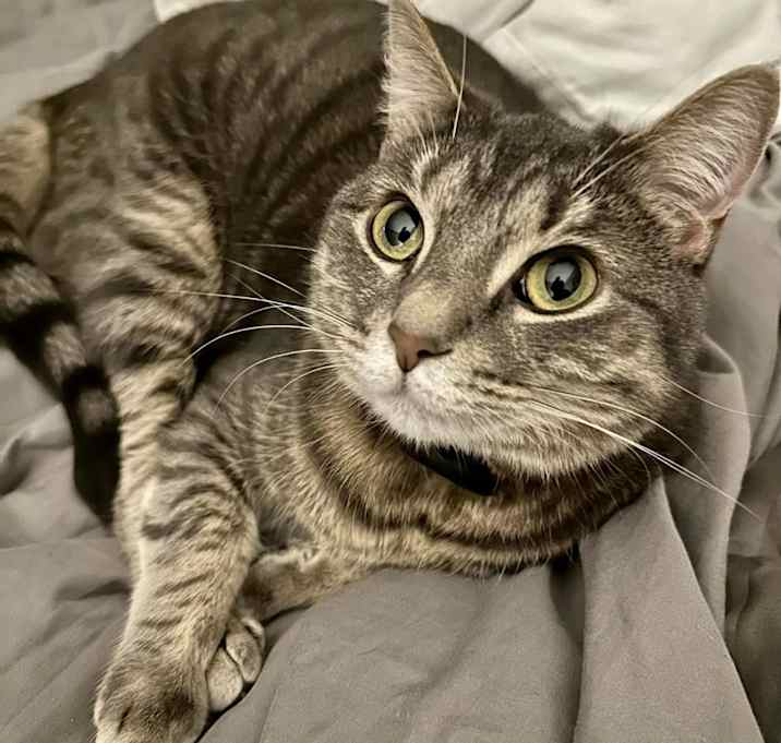 Photo of Matcha