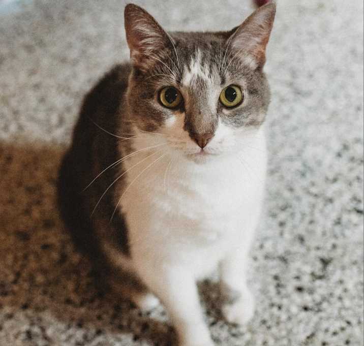 Photo of Catterlee