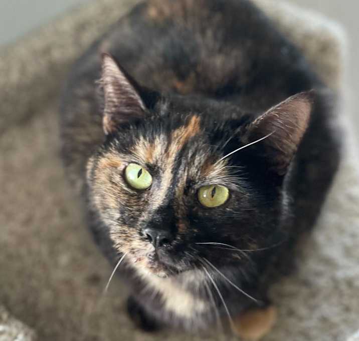 Photo of Maple Chai