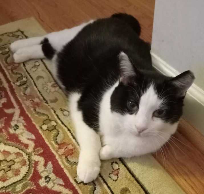 Photo of Winston -MISSING