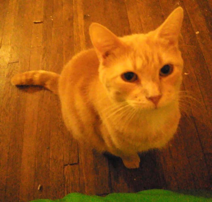 Photo of Kittypig -MISSING
