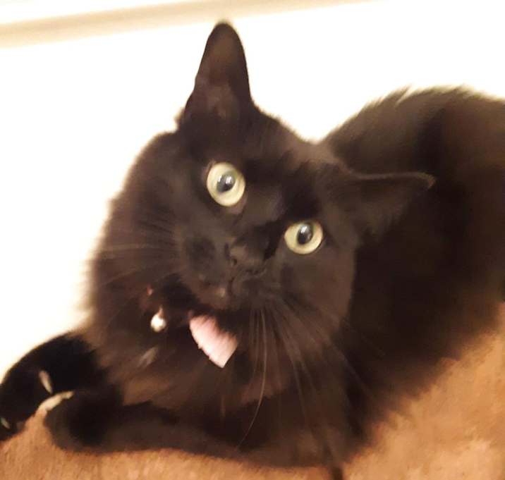 Photo of Poe -MISSING