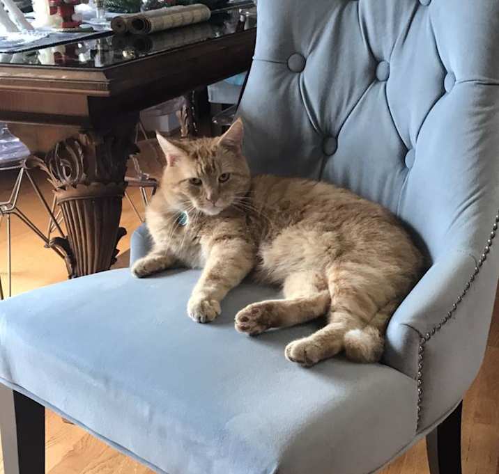 Photo of Goldie -MISSING