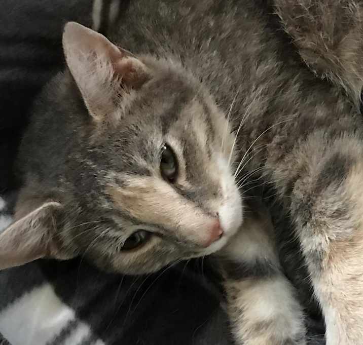 Photo of Daisy -MISSING