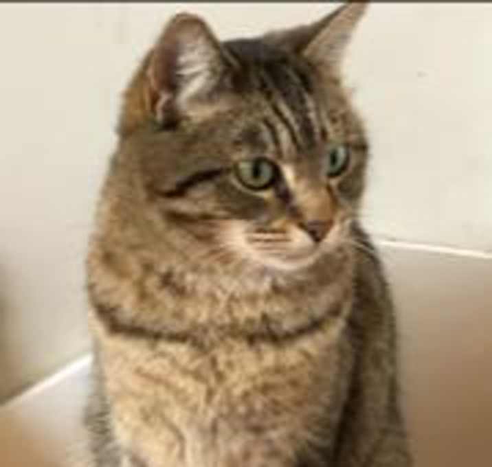 Photo of Gracie - MISSING
