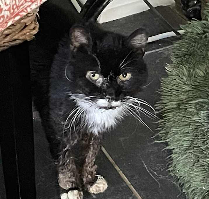 Photo of Sweetie -MISSING