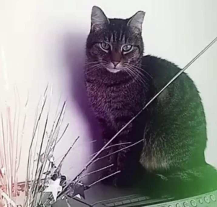 Photo of Thor