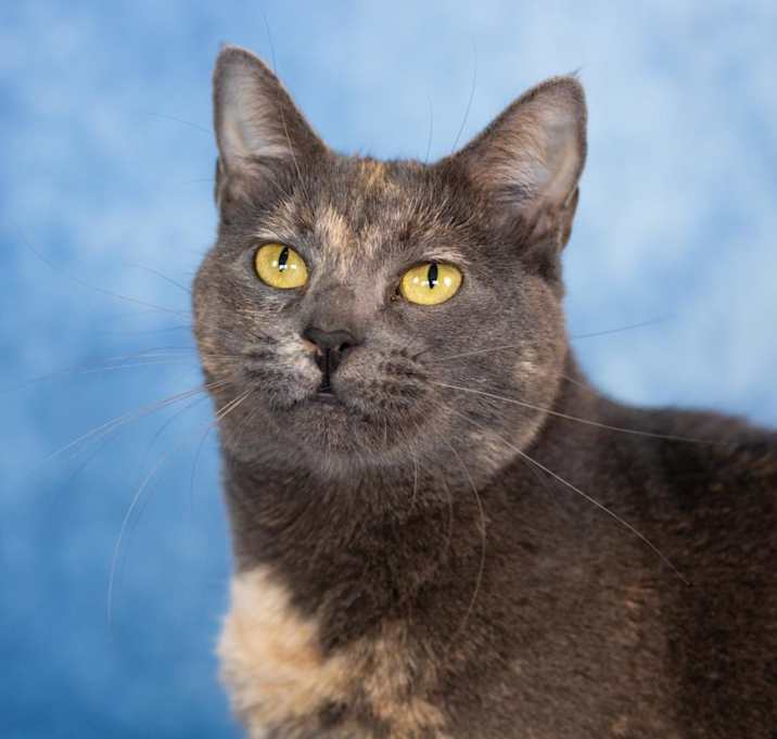 Photo of Dumpling