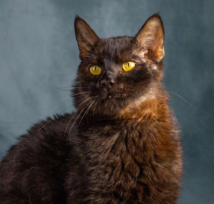 Photo of Salem II