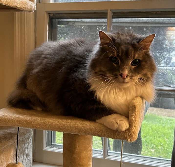Photo of Romeo