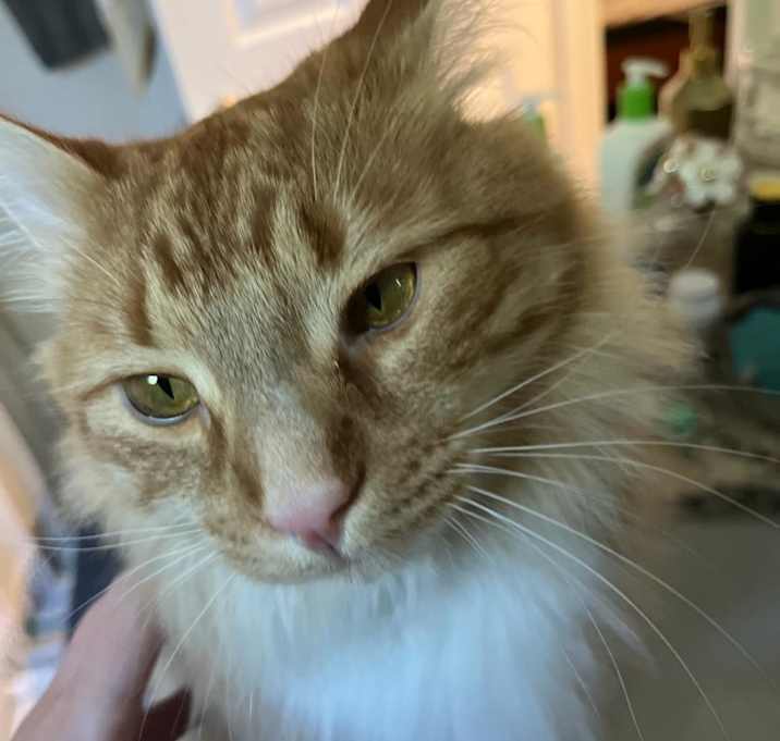 Photo of Mango - MISSING