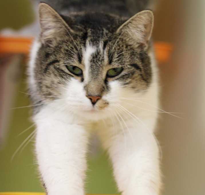 Photo of Peaches - MISSING
