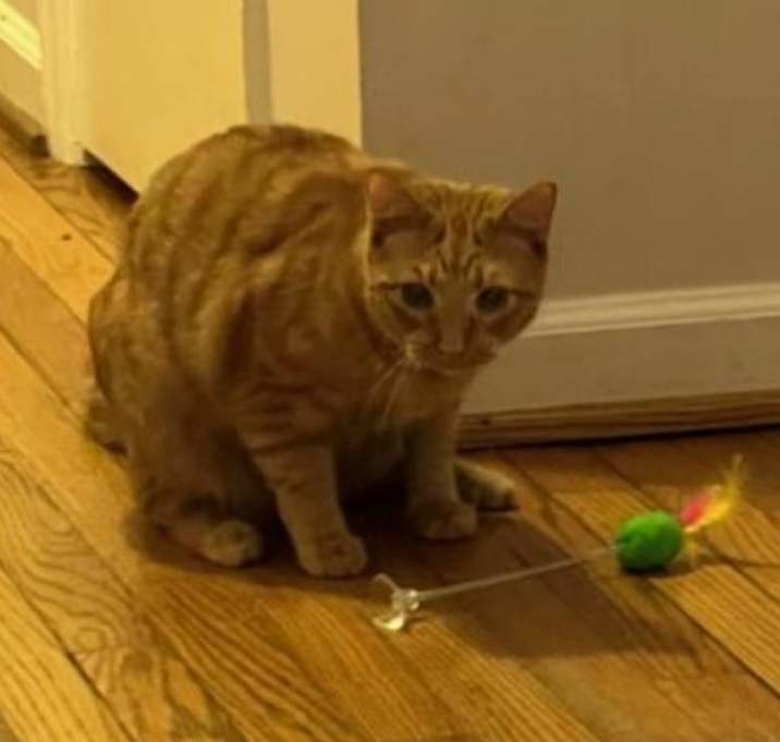 Photo of Gyro - MISSING