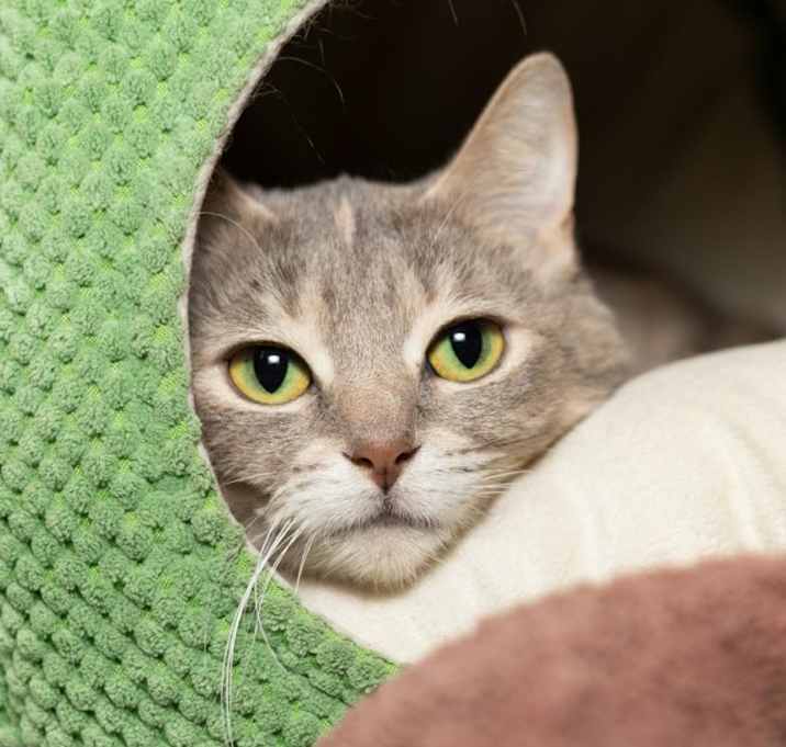 Photo of Nimbus