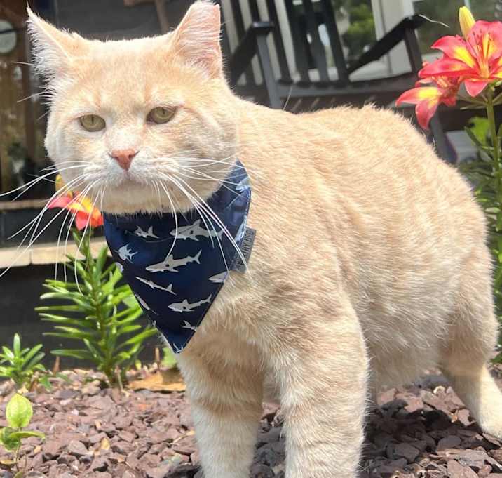 Photo of Big Mac - MISSING