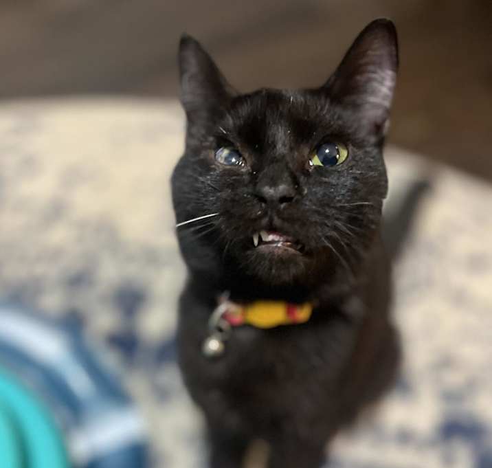 Photo of Homer