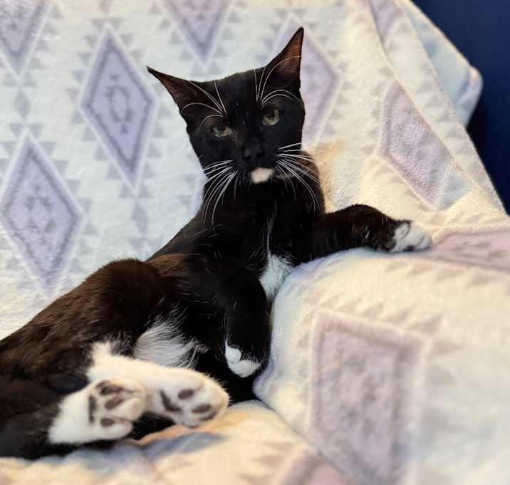 Photo of Stinger