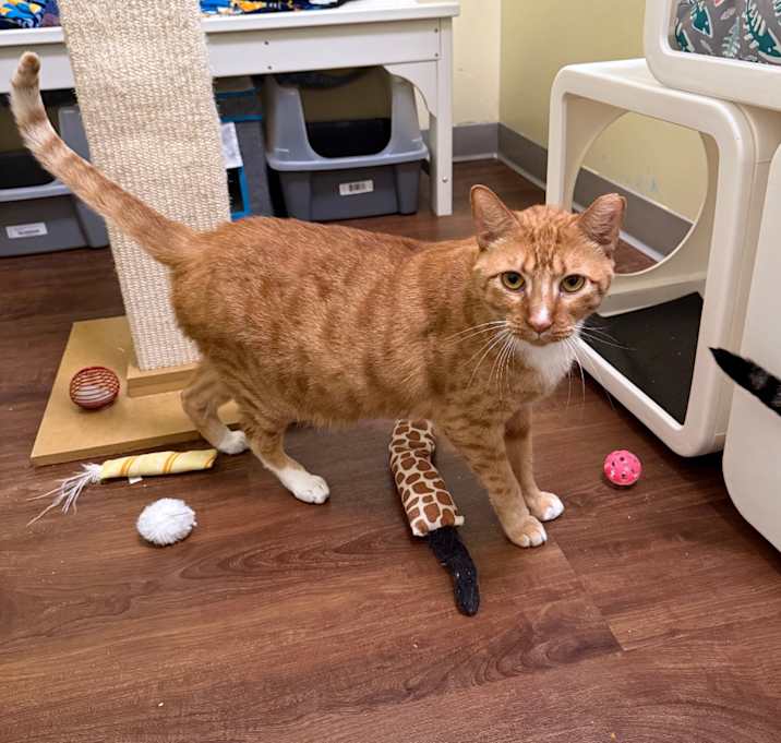 Photo of Nugget