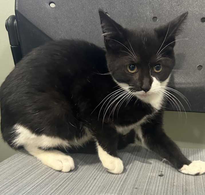 Photo of Jekyll