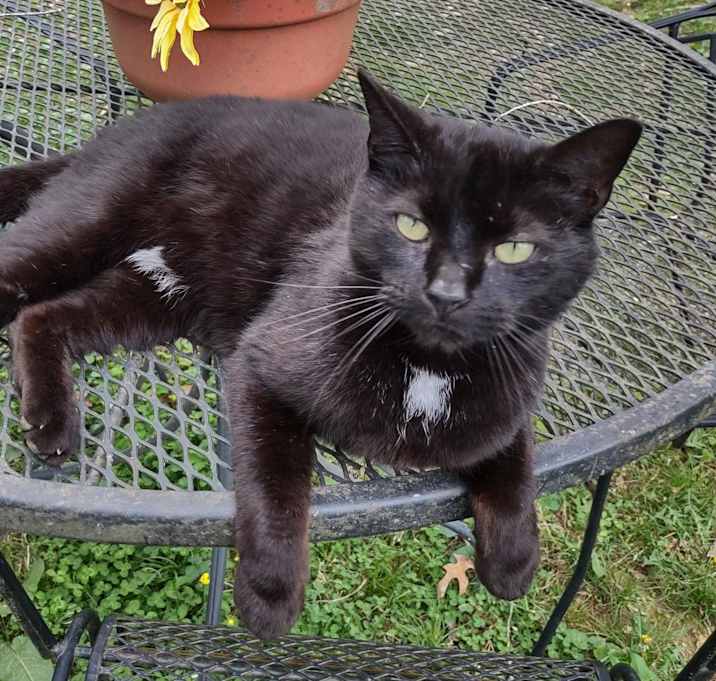 Photo of Presley - MISSING