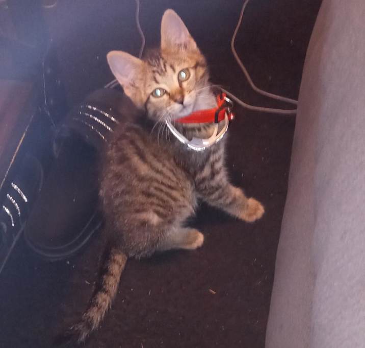 Photo of Sasha - MISSING