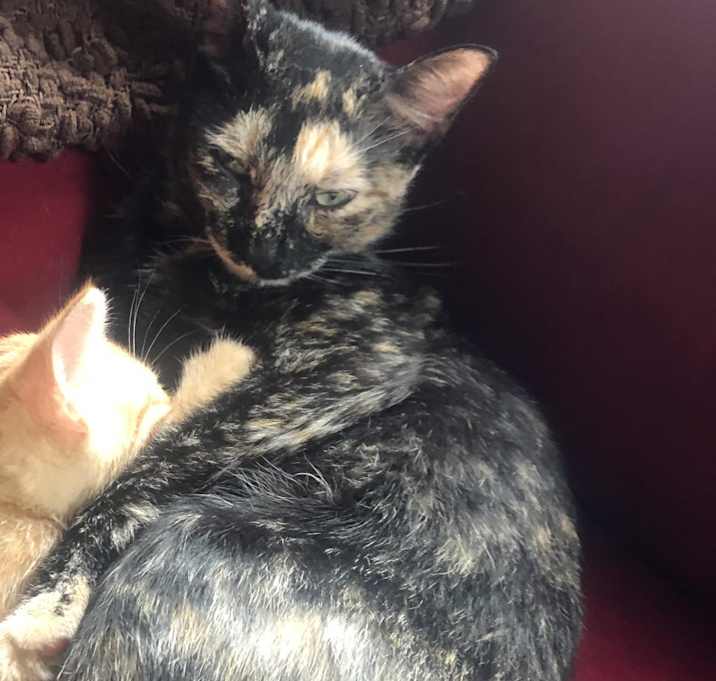 Photo of Nori - MISSING