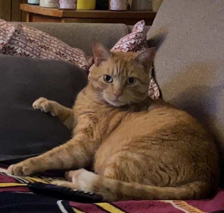 Photo of Mango - MISSING