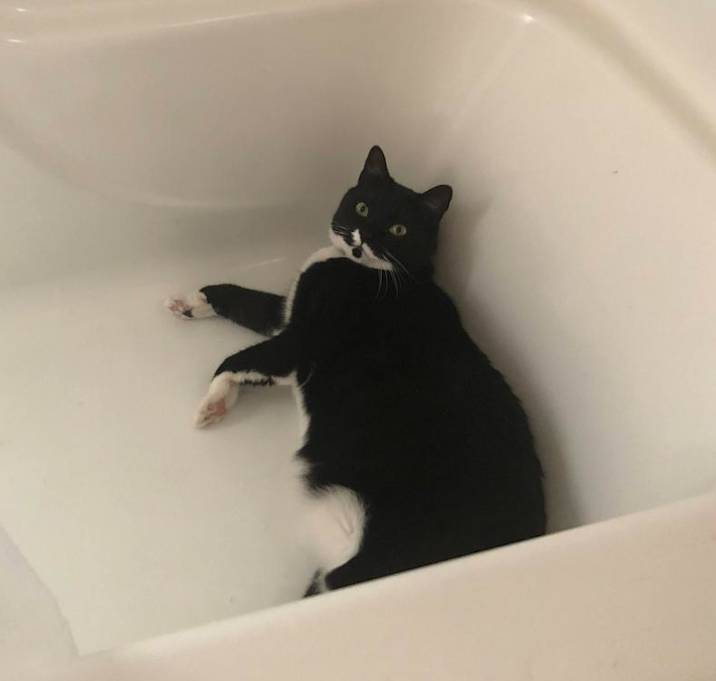 Photo of Iris - MISSING
