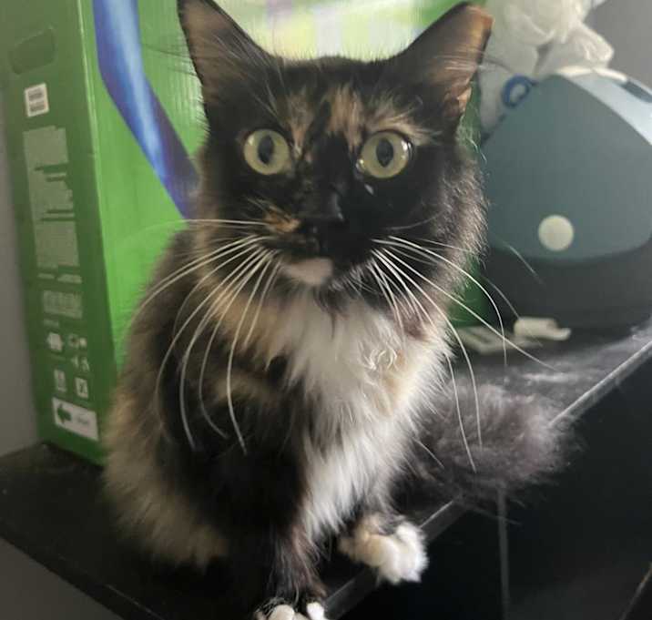 Photo of Snert (Betty Boop on microchip) - MISSING