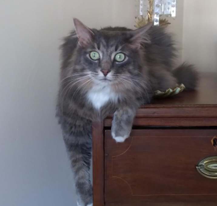 Photo of Ellie Mae - MISSING