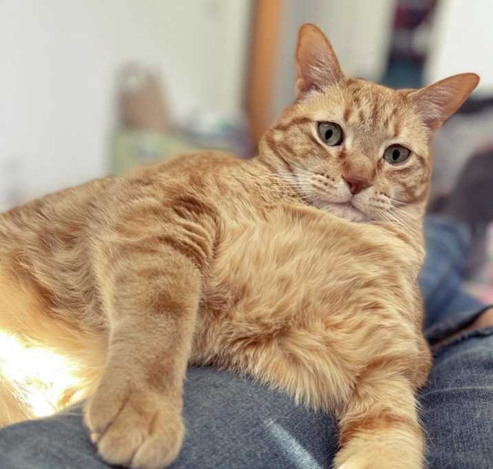 Photo of August (Auggie) - MISSING