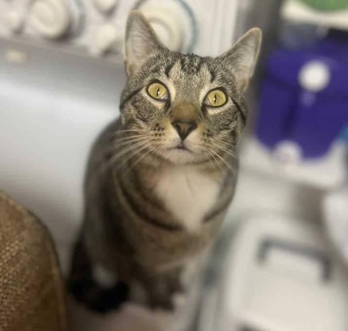 Photo of Keiko - MISSING