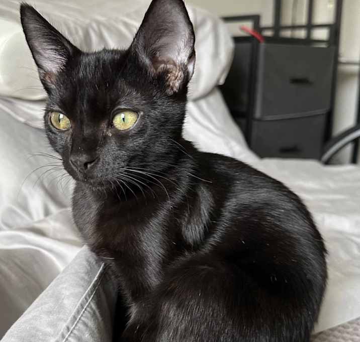 Photo of Astro Boy