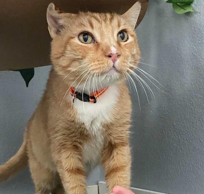 Photo of Thor